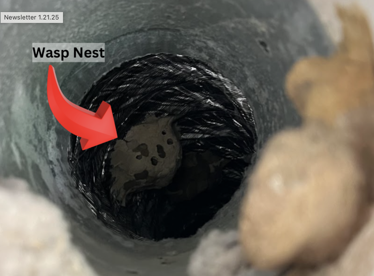 Close-up of a wasp nest inside a pipe.