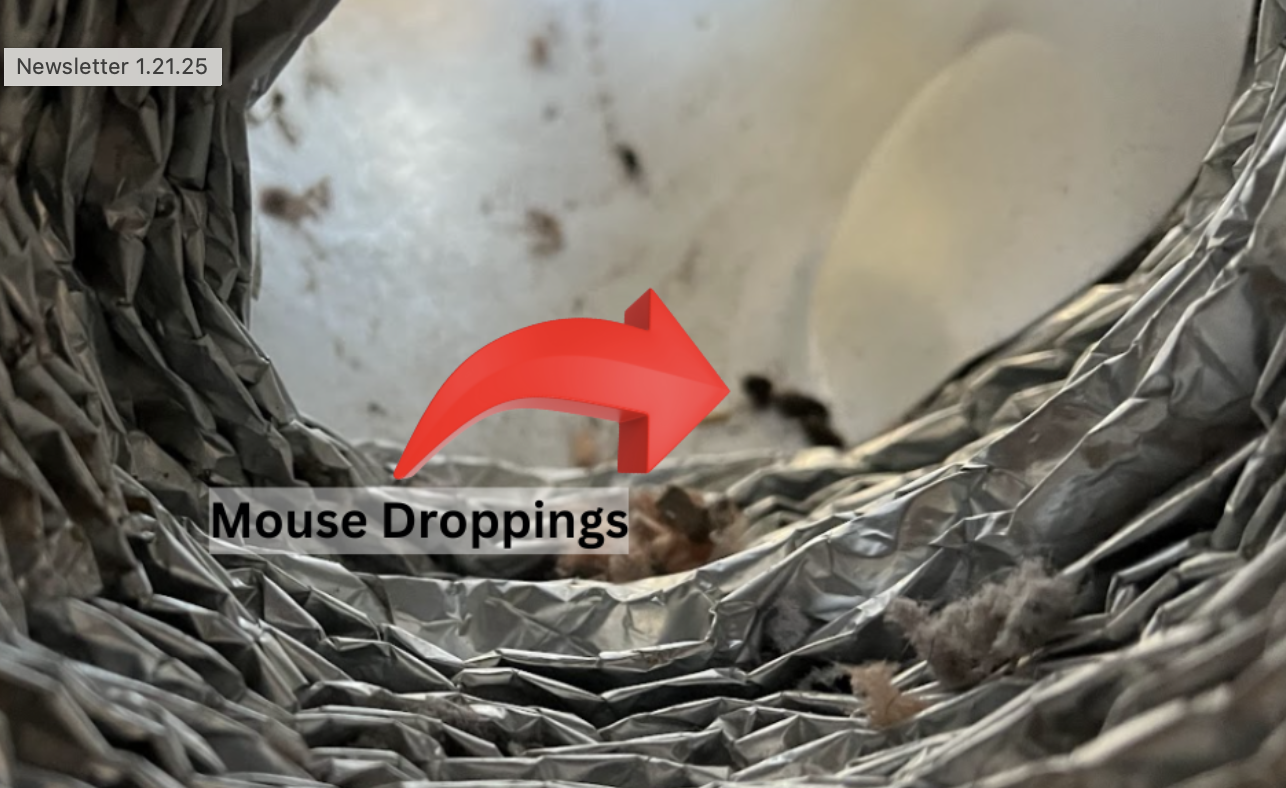 Mouse droppings in ductwork area
